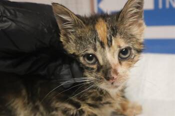 Domestic Short Hair Cats Available for Adoption in Columbia, South Carolina - ADDISON | PetCurious
