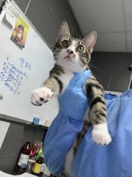 Kewpie Mayo -  Domestic Short Hair Cat for Adoption in Fort Worth, Texas - Kewpie Mayo | PetCurious