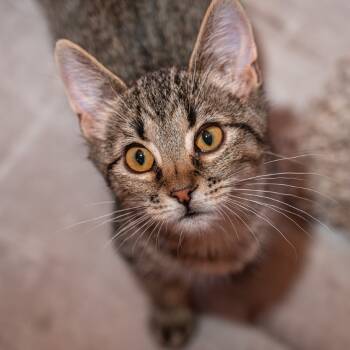 Rescue Domestic Short Hair Cats for Adoption in Durango, Colorado - Tiny | PetCurious