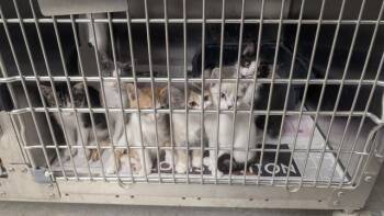 Domestic Medium Hair Cats Available for Adoption in Anchorage, Alaska - LA PAWS | PetCurious