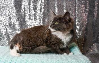 Opal -  Domestic Long Hair and Domestic Short Hair Cat for Adoption in Yakima, Washington - Opal | PetCurious