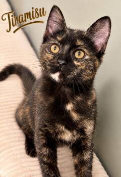 Tiramisu Willow Grove PA Area 07/28/2026-9 -  Tortoiseshell and Domestic Short Hair Cat for Adoption in Greenville, Delaware - Tiramisu Willow Grove PA Area 07/28/2026-9 | PetCurious