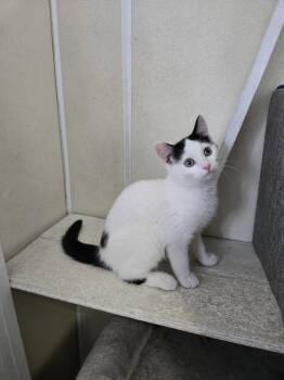 Domestic Short Hair Cats Available for Adoption in Maquoketa, Iowa - AJ | PetCurious