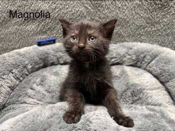 Rescue Domestic Short Hair Cats for Adoption in Wabash, Indiana - Magnolia | PetCurious