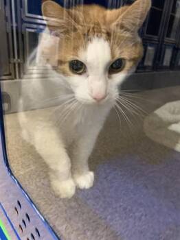 Domestic Short Hair Cats Available for Adoption - BRUCE THE MOOSE | PetCurious