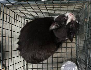 Neiman Marcus -  Domestic Short Hair Cat for Adoption in Evansville, Indiana - Neiman Marcus | PetCurious