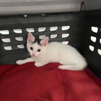 Rescue Domestic Short Hair Cats for Adoption in New Bern, North Carolina - Blanco | PetCurious