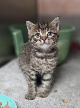 Twinkle Toes -  Domestic Short Hair Cat for Adoption in Westland, Michigan - Twinkle Toes | PetCurious