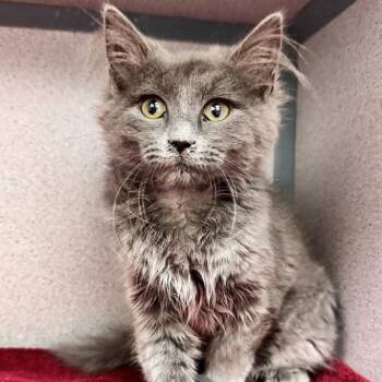 Donna Jean -  Domestic Medium Hair Cat for Adoption in Waterloo, Iowa - Donna Jean | PetCurious