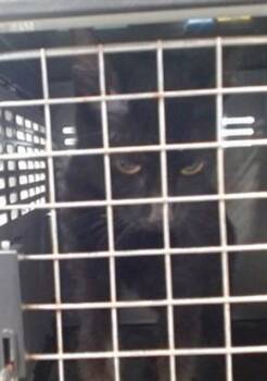 A475806 -  Domestic Short Hair Cat for Adoption in Oklahoma City, Oklahoma - A475806 | PetCurious