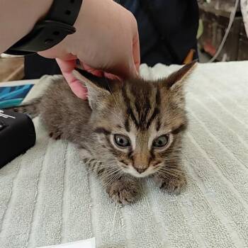 Domestic Short Hair Cats Available for Adoption - LIAM | PetCurious