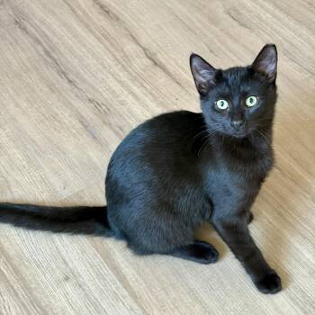 Cash -  Domestic Short Hair Cat for Adoption in Union City, California - Cash | PetCurious