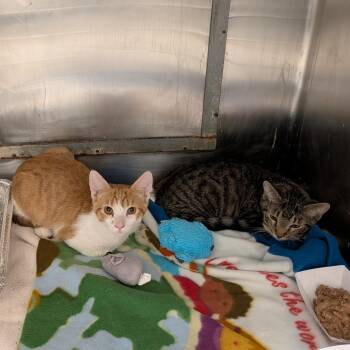 Domestic Short Hair Cats Available for Adoption in Matteson, Illinois - Dale | PetCurious