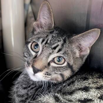 Tiger -  Domestic Short Hair Cat for Adoption in Jefferson, Wisconsin - Tiger | PetCurious