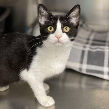 Rescue Domestic Short Hair Cats for Adoption in Collierville, Tennessee - Sharon | PetCurious