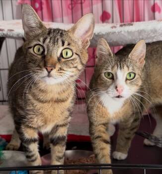 Mopra & Sweepy -  Domestic Short Hair Cat Available for Adoption - Mopra & Sweepy | PetCurious