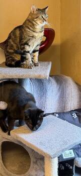 Domestic Short Hair Cats Available for Adoption - Harry | PetCurious