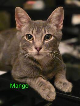 Mango -  Domestic Short Hair Cat for Adoption in Pawleys Island, South Carolina - Mango | PetCurious