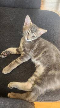 Pita -  Domestic Short Hair Cat for Adoption in Elmsford, New York - Pita | PetCurious