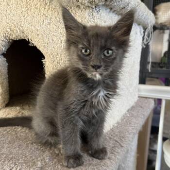 Rescue Maine Coon and Domestic Medium Hair Cats for Adoption in Glendora, California - Christina’s Tortie | PetCurious