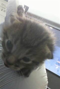 Rescue Domestic Short Hair Cats for Adoption in Dallas, Texas - PONCHO | PetCurious