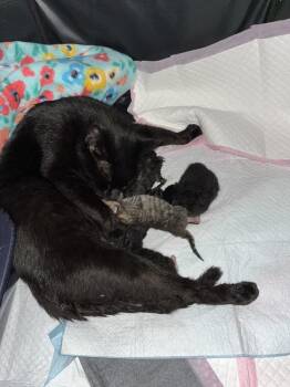 Mama Nicki -  Domestic Short Hair Cat Available for Adoption in Virginia Beach, Virginia - Mama Nicki | PetCurious