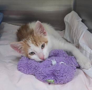 Bunny AHS -  Domestic Short Hair Cat for Adoption in Youngtown, Arizona - Bunny AHS | PetCurious