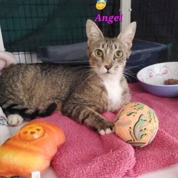 Angel -  Domestic Short Hair Cat for Adoption in Diamond Springs, California - Angel | PetCurious