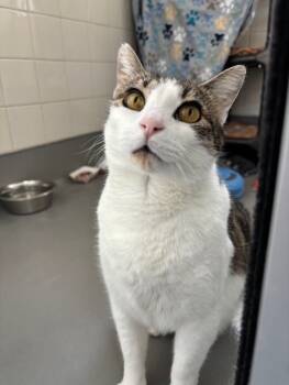 Rescue Domestic Short Hair Cats for Adoption in Santa Rosa, California - Tomato | PetCurious