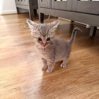 Gray -  Domestic Short Hair Cat for Adoption in Harrisonburg, Virginia - Gray | PetCurious