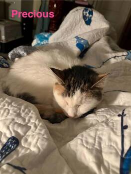 Domestic Short Hair Cats Available for Adoption in Randolph, Alabama - Precious | PetCurious