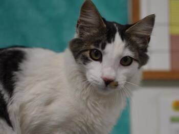 Happy Feet -  Domestic Long Hair Cat for Adoption in Portland, Oregon - Happy Feet | PetCurious