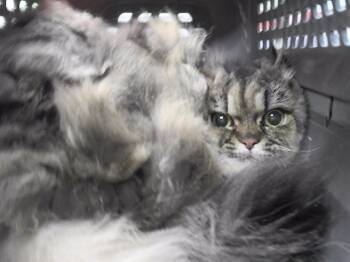 Rescue Domestic Long Hair and Domestic Short Hair Cats for Adoption in Omaha, Nebraska - MATT | PetCurious