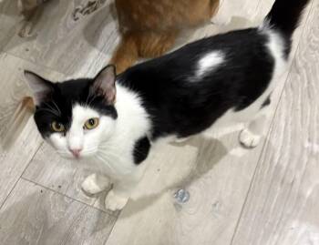 Domestic Short Hair Cats Available for Adoption - Alfie | PetCurious