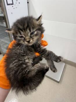 Domestic Long Hair Cats Available for Adoption in Baytown, Texas - OGRE | PetCurious