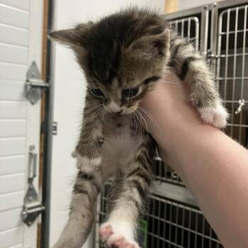 Ginkgo -  Domestic Short Hair Cat for Adoption in Idaho Falls, Idaho - Ginkgo | PetCurious