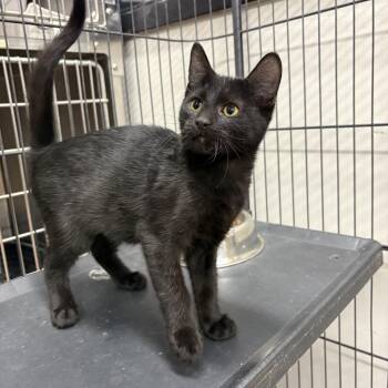 Strudel -  Domestic Medium Hair Cat for Adoption in Saint Charles, Missouri - Strudel | PetCurious