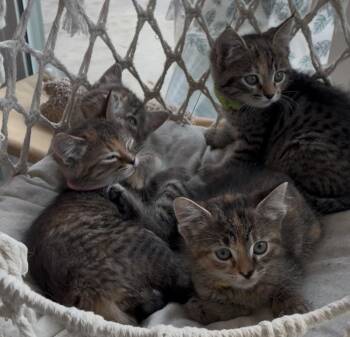 Domestic Short Hair Cats Available for Adoption in Huffman, Texas - Wilson | PetCurious