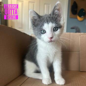 Millie -  Domestic Short Hair Cat for Adoption in Vancouver, British Columbia - Millie | PetCurious