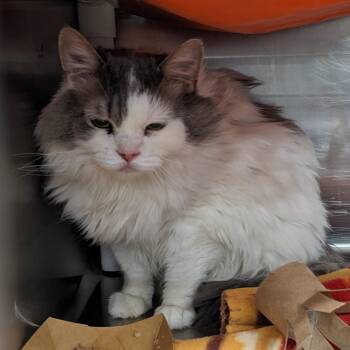 Domestic Medium Hair Cats Available for Adoption in Salt Lake City, Utah - Enid | PetCurious