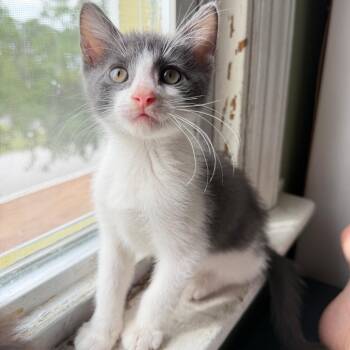 Bogart -  Domestic Short Hair Cat for Adoption in Matteson, Illinois - Bogart | PetCurious