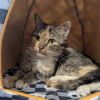 Rescue Domestic Short Hair Cats for Adoption in Valdosta, Georgia - Saoirse | PetCurious