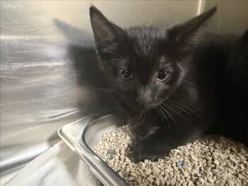 JOHNNY -  Domestic Short Hair Cat for Adoption in Santa Fe, New Mexico - JOHNNY | PetCurious