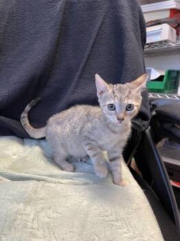 Lillie -  Domestic Short Hair Cat for Adoption in Ontario, California - Lillie | PetCurious