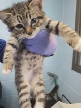 Domestic Short Hair Cats Available for Adoption in Lawrenceville, Georgia - If-9 | PetCurious