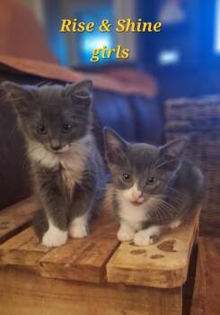 Rise & Shine (avail separately) -  Domestic Short Hair Cat for Adoption in Stanton, Kentucky - Rise & Shine (avail Separately) | PetCurious