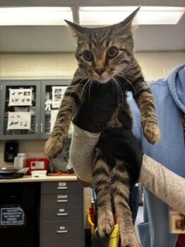 Cam -  Domestic Short Hair Cat for Adoption in Wichita, Kansas - Cam | PetCurious