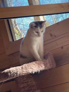 Brewer -  Domestic Short Hair Cat for Adoption in Spencerville, Ontario - Brewer | PetCurious