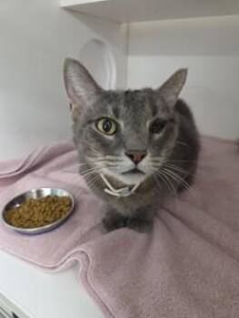 Monte -  Domestic Short Hair Cat for Adoption in Savannah, Georgia - Monte | PetCurious