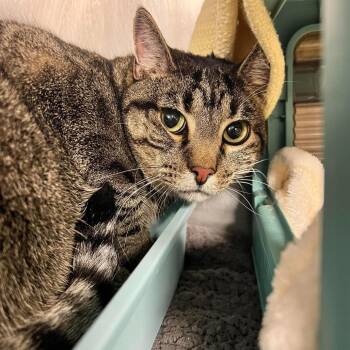 Domestic Short Hair Cats Available for Adoption in Edwardsville, Illinois - Bernard | PetCurious
